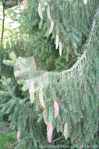 Image of Fir with spruce-cones