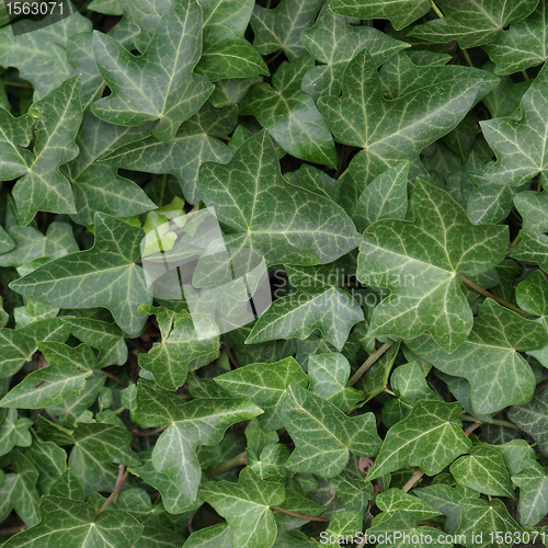 Image of Ivy picture
