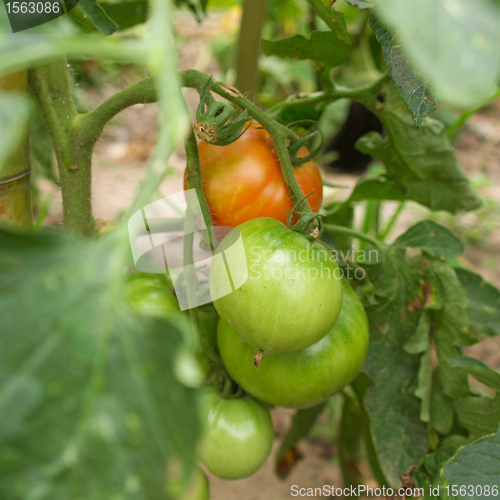 Image of Tomato