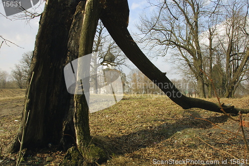 Image of old tree