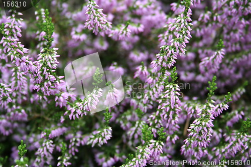 Image of Lilac heather