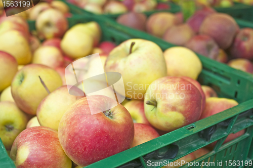 Image of apple