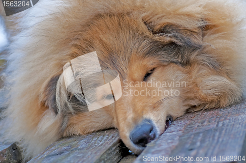 Image of head of a british Collie dog