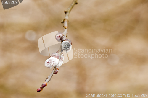 Image of willow blossom