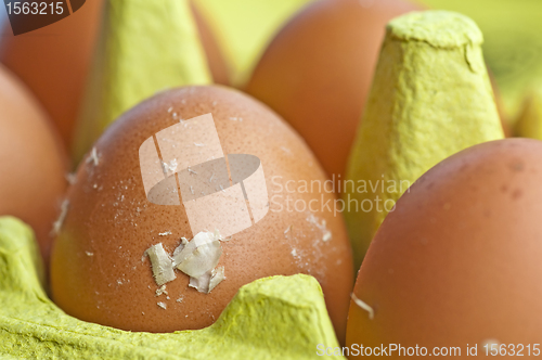 Image of egg