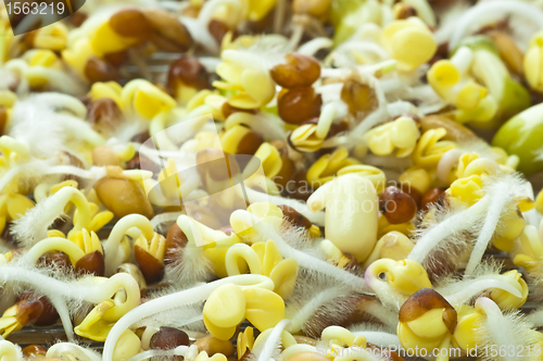 Image of sprouts