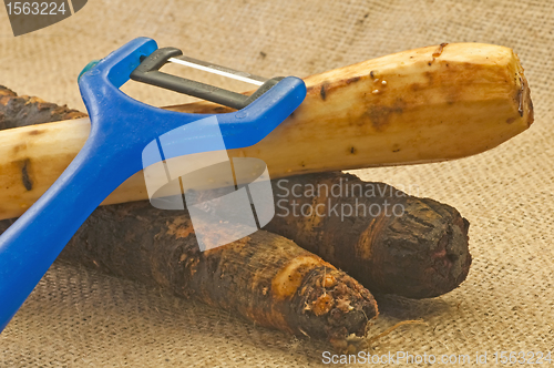 Image of black salsify