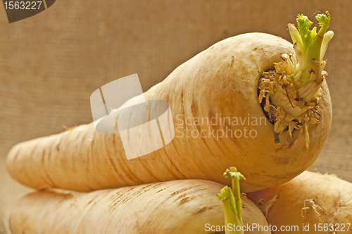 Image of parsnip