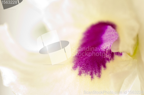 Image of Dendrobium orchid