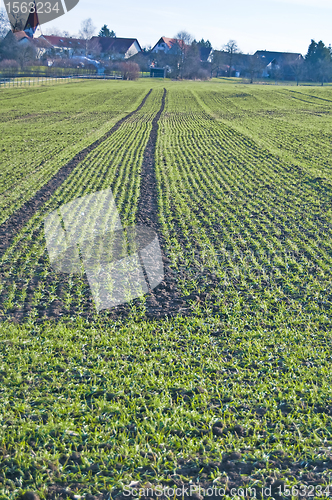 Image of winter wheat 