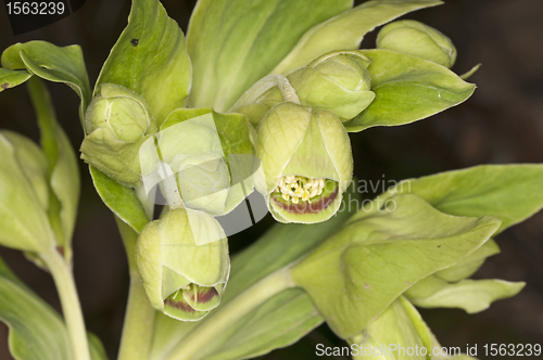 Image of hellebore