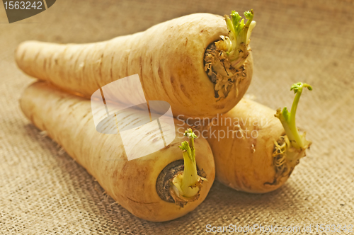 Image of parsnip