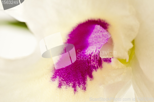 Image of Dendrobium orchid