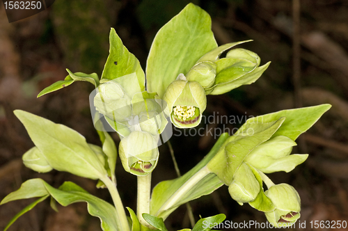 Image of hellebore