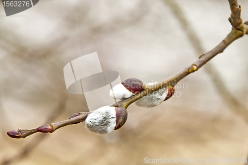 Image of willow blossom
