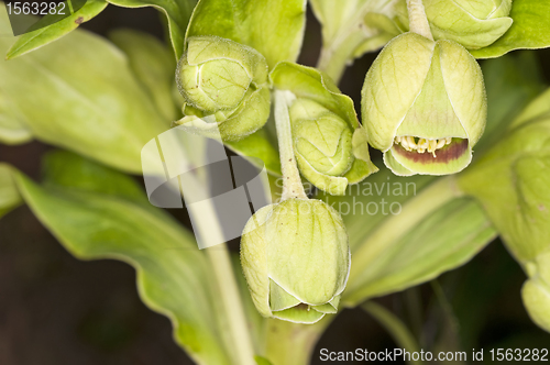 Image of hellebore