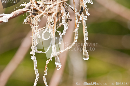 Image of  winter