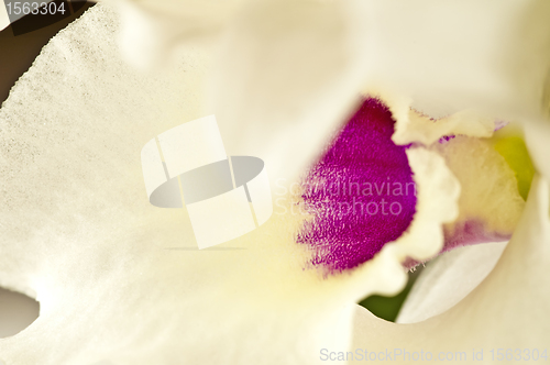 Image of Dendrobium orchid