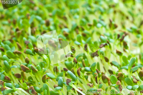 Image of alfalfa-sprouts