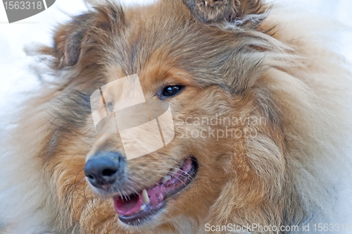 Image of head of a british Collie dog