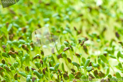 Image of alfalfa-sprouts