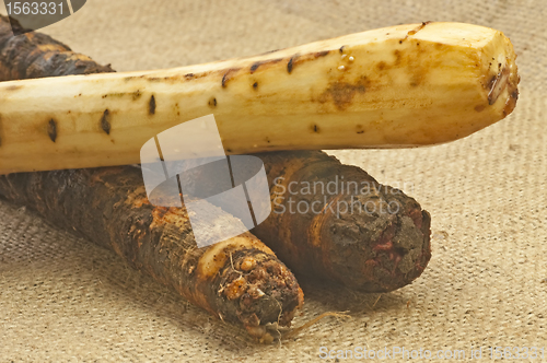 Image of black salsify