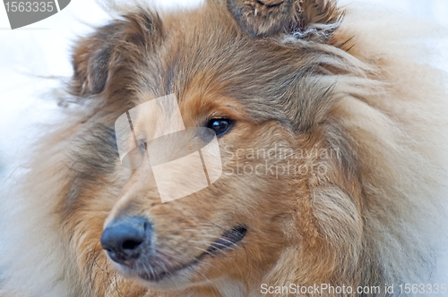 Image of head of a british Collie dog