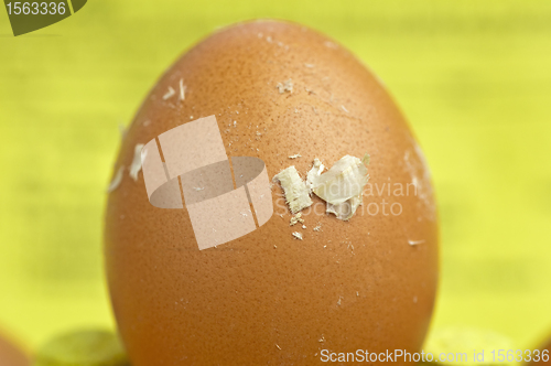 Image of egg