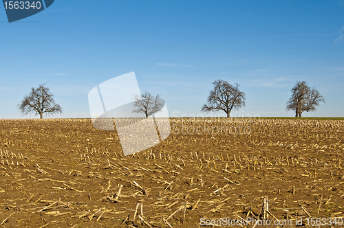 Image of trees with stubble field