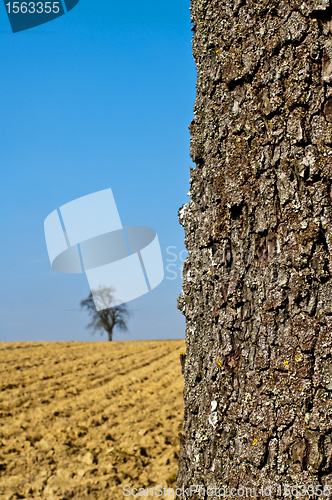 Image of bark of a tree