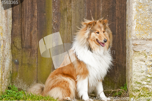 Image of collie total engl