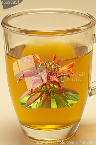 Image of Oswego tea