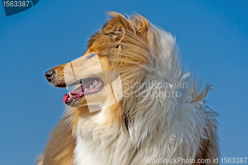 Image of collie head