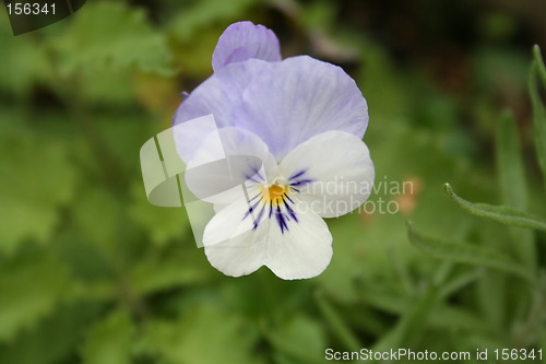 Image of Wild violet