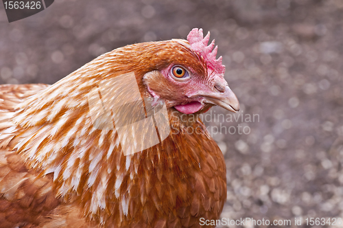 Image of chicken