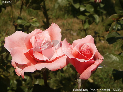 Image of Roses