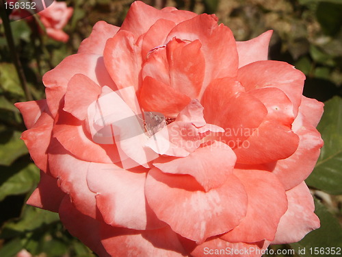 Image of Pink rose