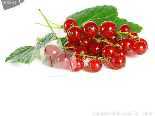 Image of summer fruits: Redcurrant