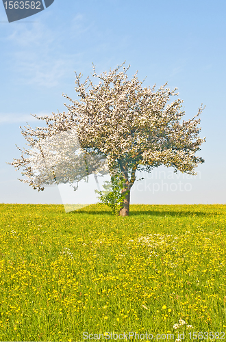 Image of apple tree blooming