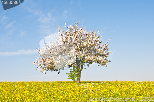 Image of apple tree blooming