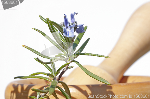 Image of mortar with rosemary