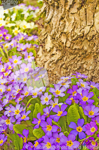 Image of primroses in a garden 