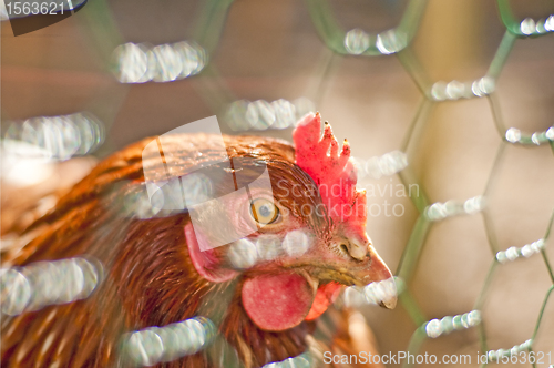 Image of chicken with backlight