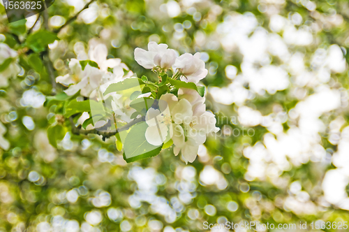 Image of apple blossom