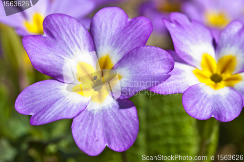 Image of  primrose pink macro