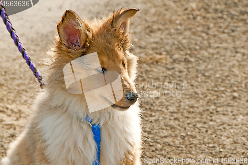 Image of collie puppy sunny