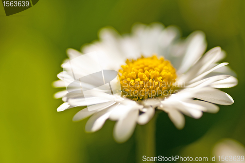 Image of daisy