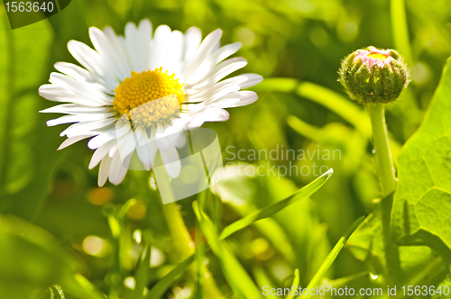 Image of daisy