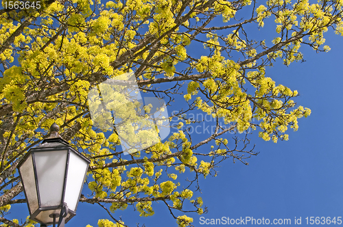 Image of maple blooming with lantern