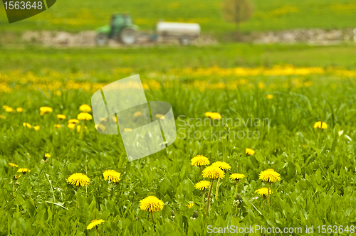 Image of dandelion